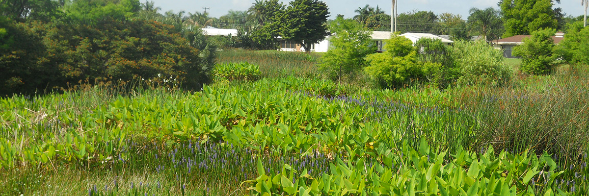 Wetland Management in South Florida